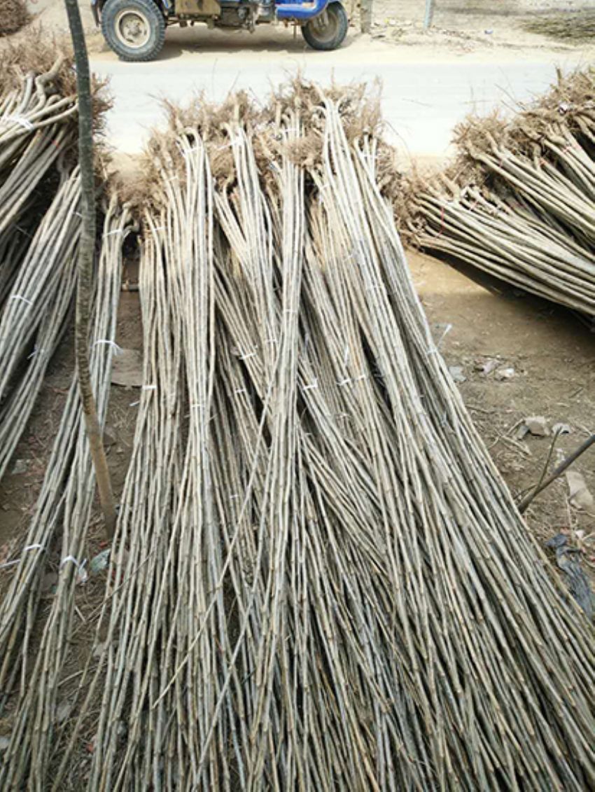 點擊查看詳細信息<br>標題：楊樹苗 閱讀次數：3242